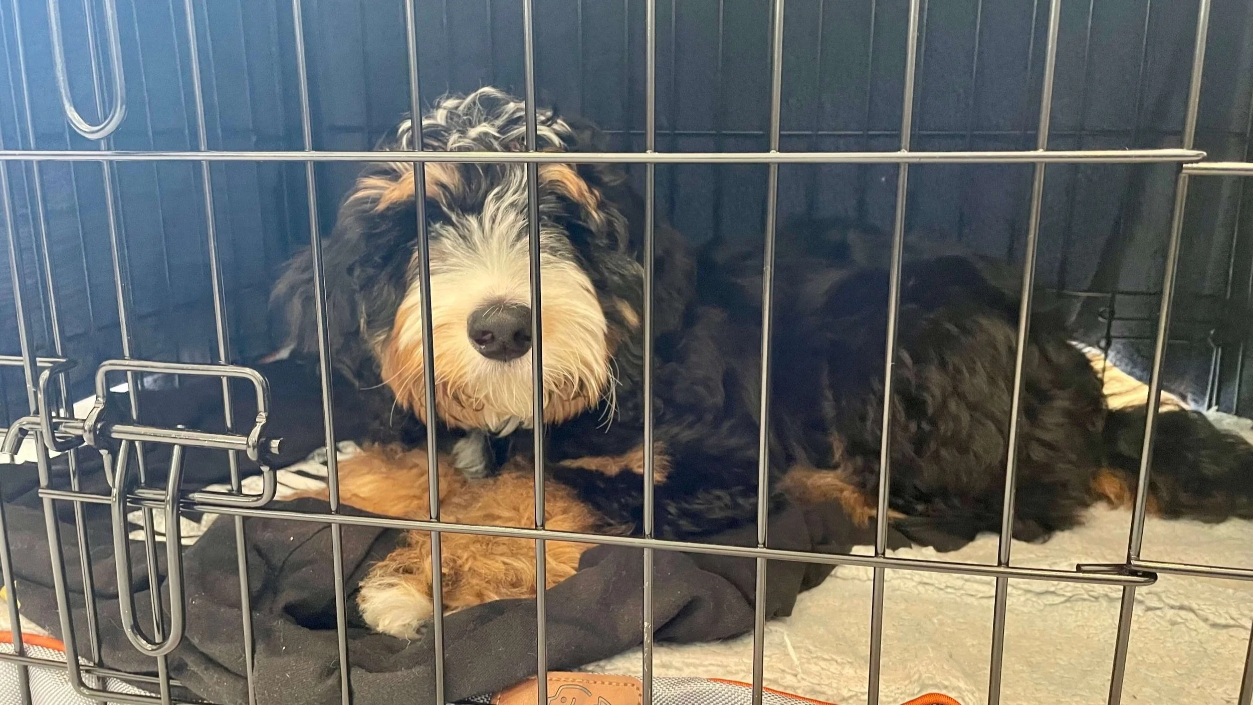 How To Crate Train A Dog From A Shelter? Easy Steps for Success
