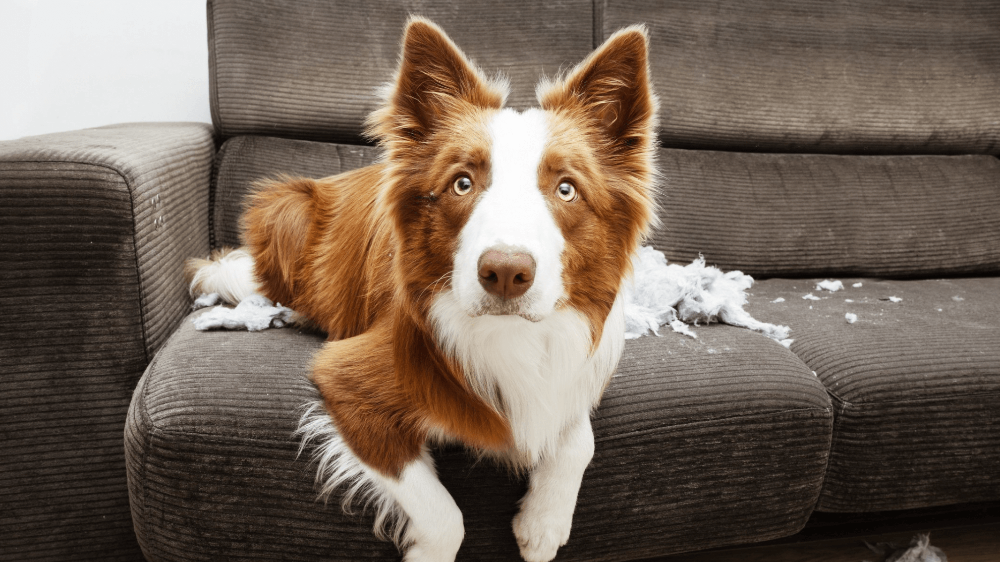How to Identify Dog Separation Anxiety — and How to Rule It Out