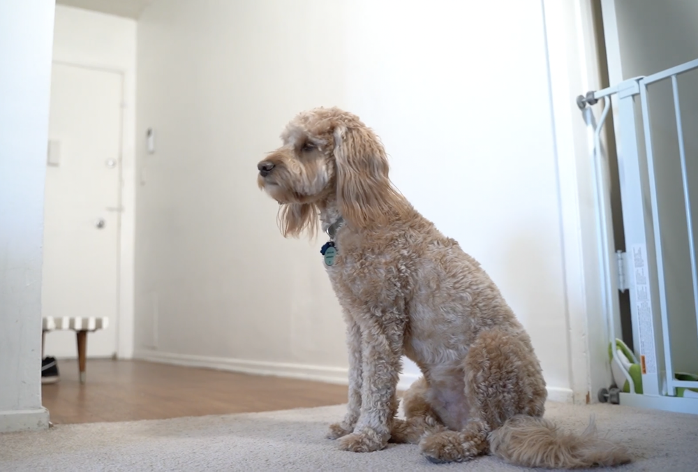 How To Stop Dog From Scratching Screen Door