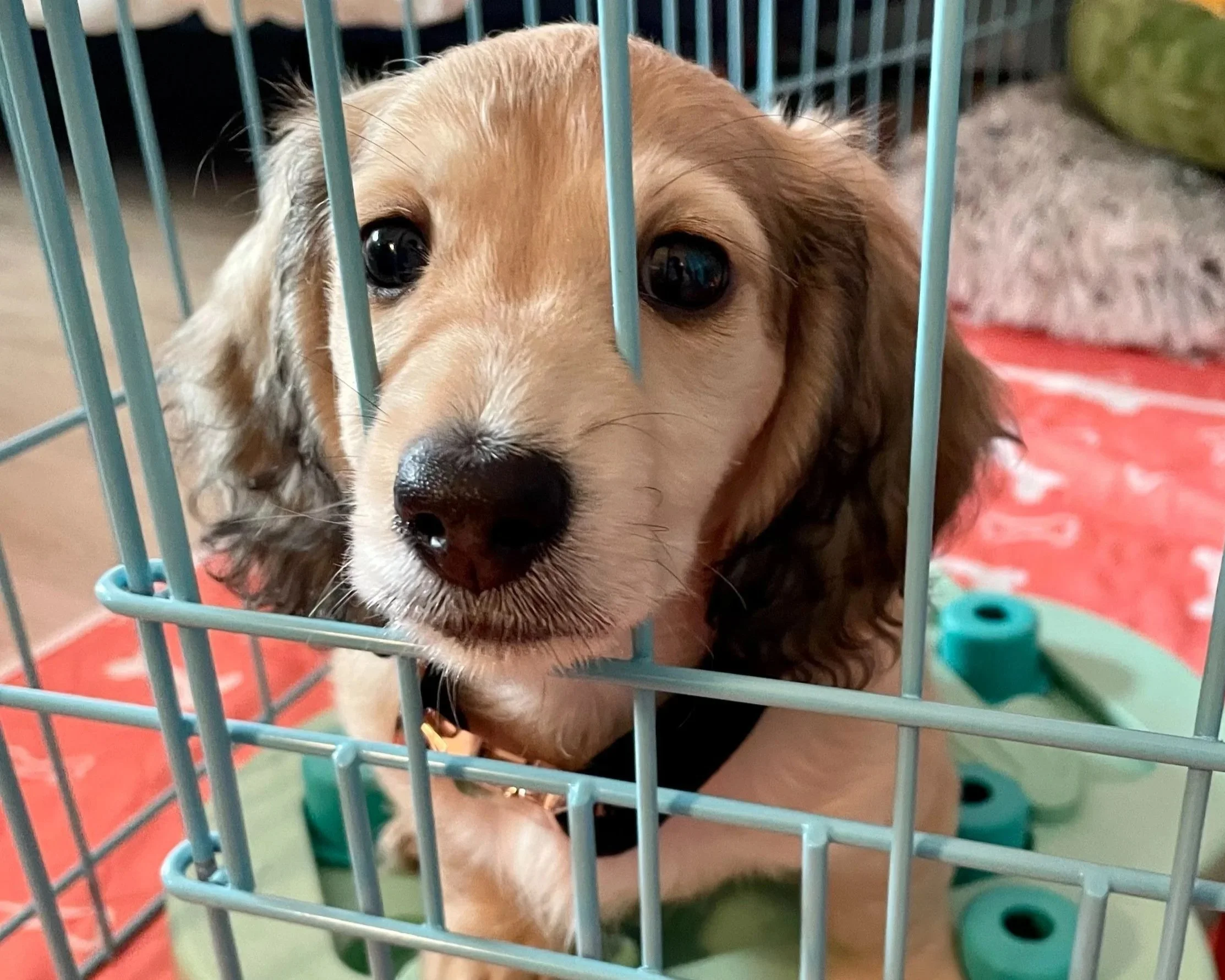 A puppy with separation anxiety looking with sad eyes at his guardian because he wants to be let out of the crate.