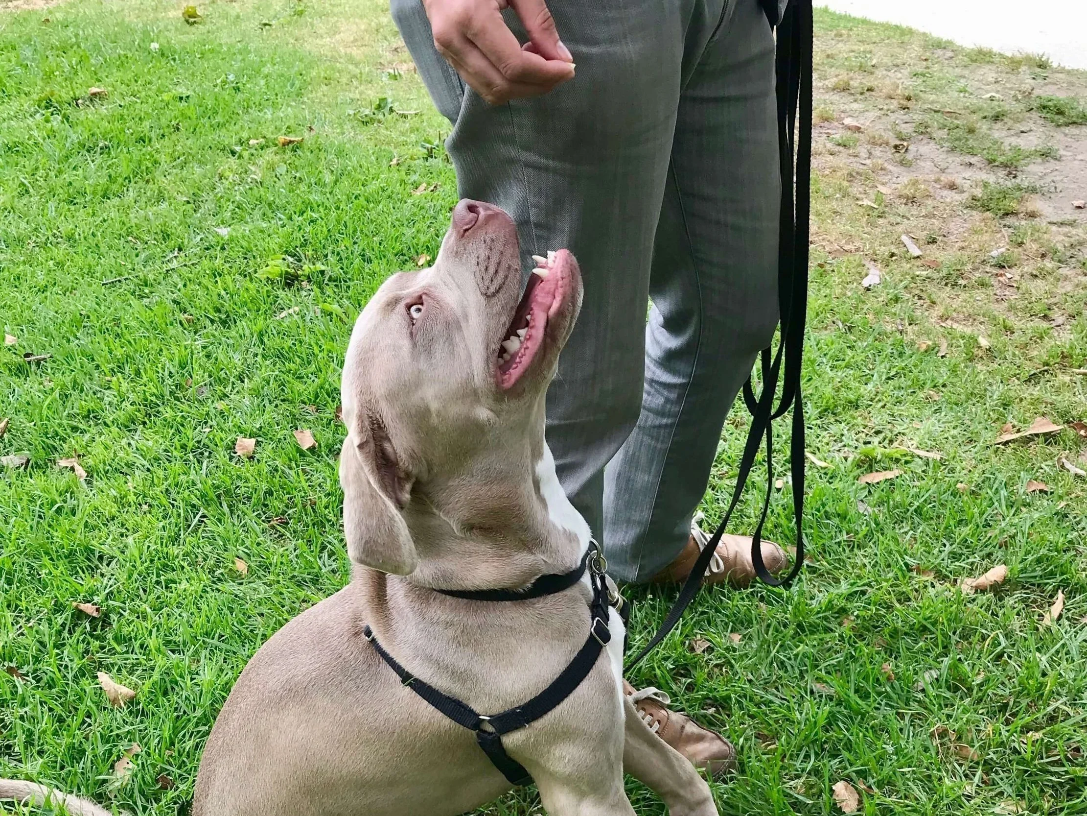 A 5-month-old pit bull mix puppy with a black harness sitting in a heel and looking up at his guardian in a park.