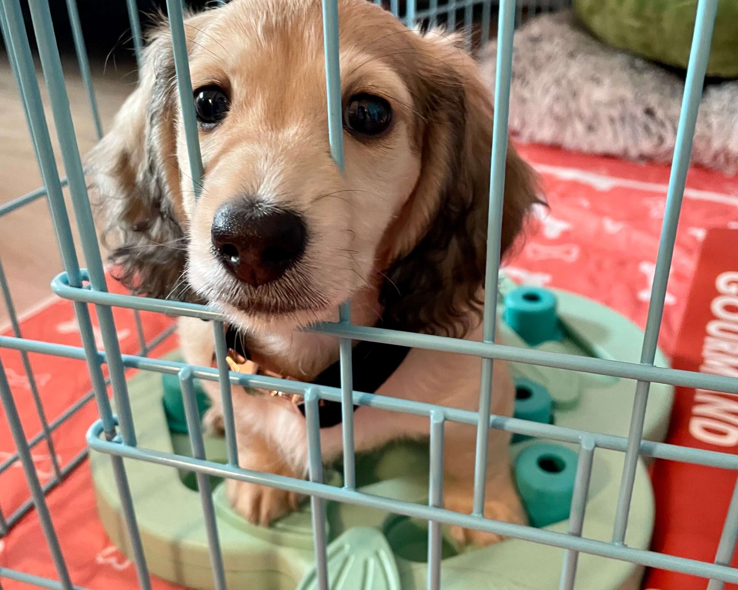 Puppy Going Potty in Crate: What to Do and How to Prevent It
