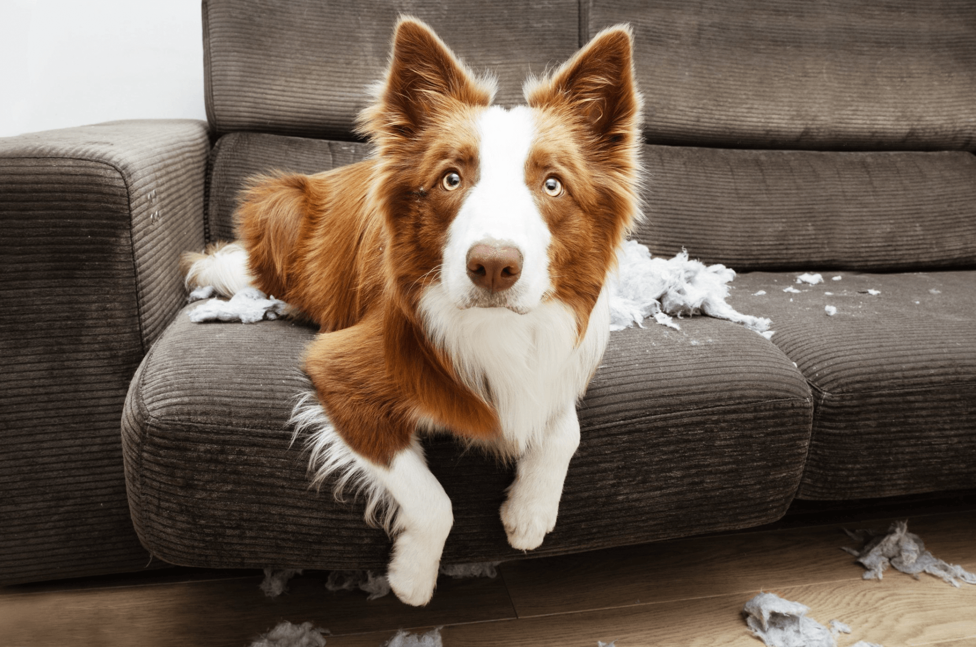 How To Prevent Separation Anxiety in Dogs