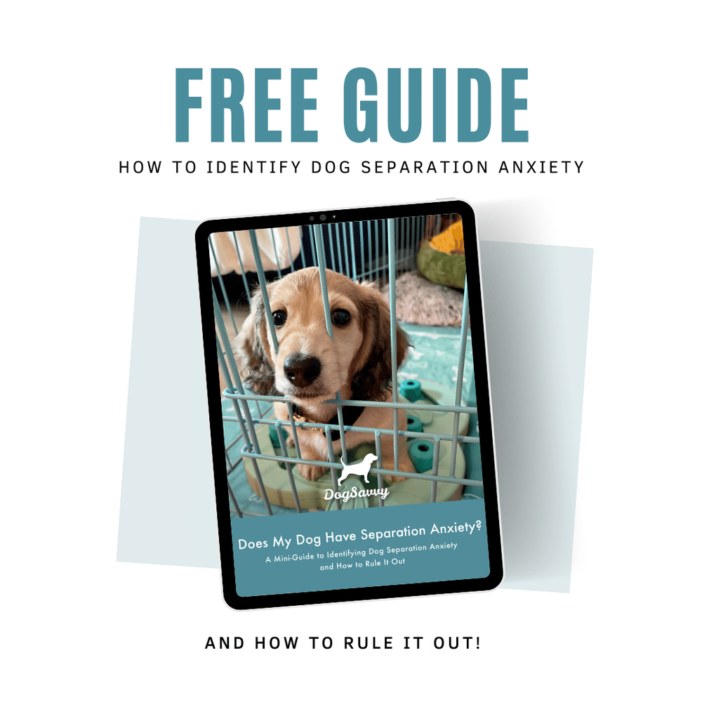 What Causes Dog Anxiety? Dog Savvy