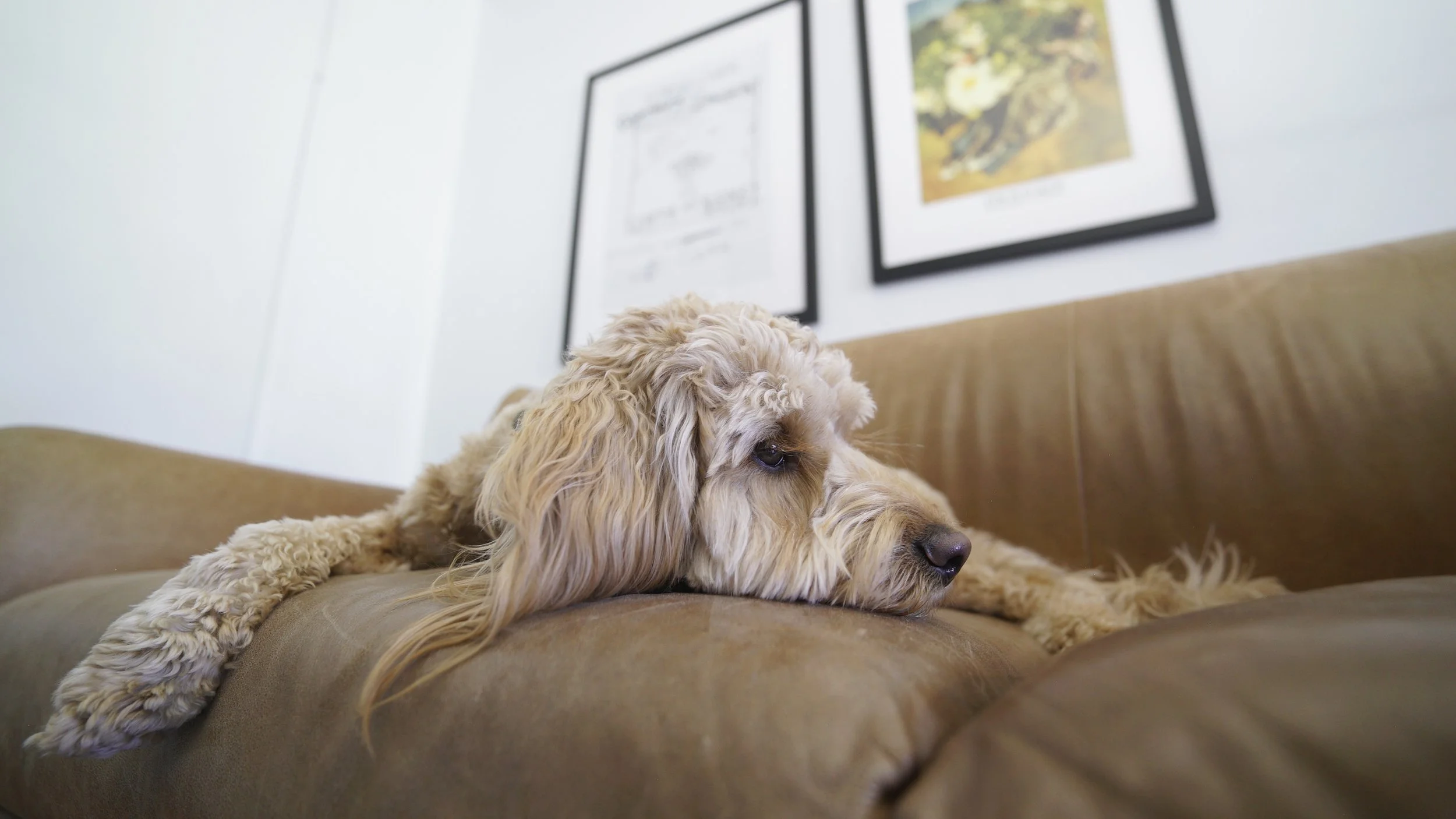 Dog Separation Anxiety Symptoms, Causes, and Treatment Dog Savvy