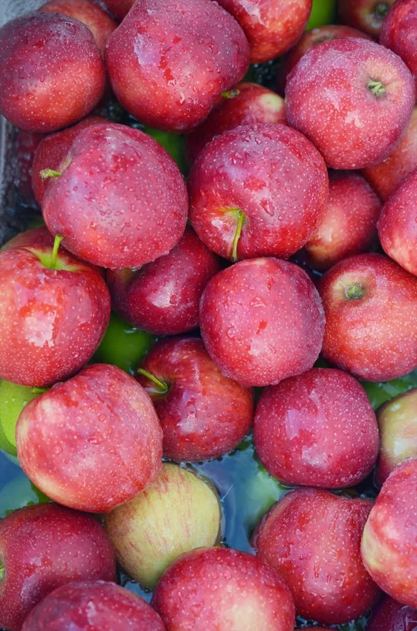 National Apple Month  ::  Cider Pressing