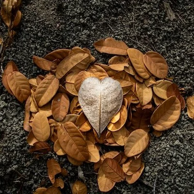 Cultivating A Wise And Compassionate Heart