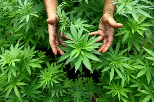 Legaler-Cannabis-Anbau-wird-wahrscheinlicher_ArtikelQuer.jpg