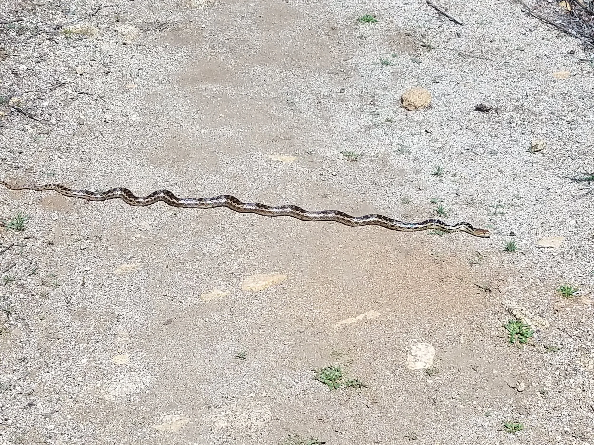 These harmless little guys were sunbathing all over the trail.