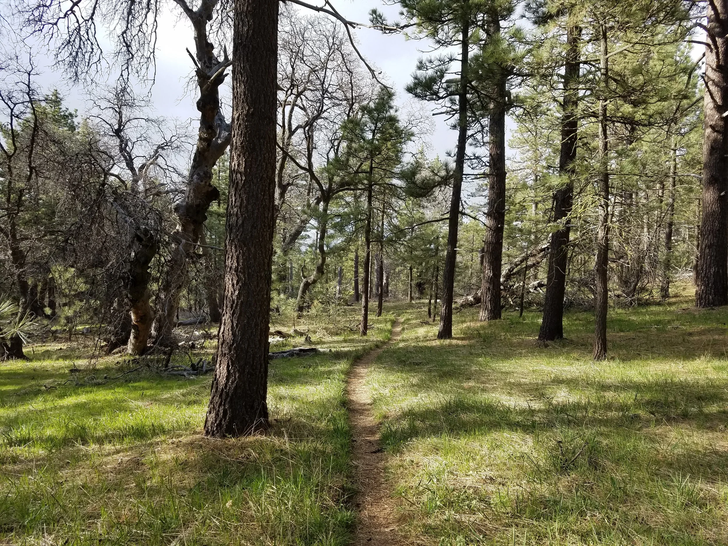 From desert to pines.