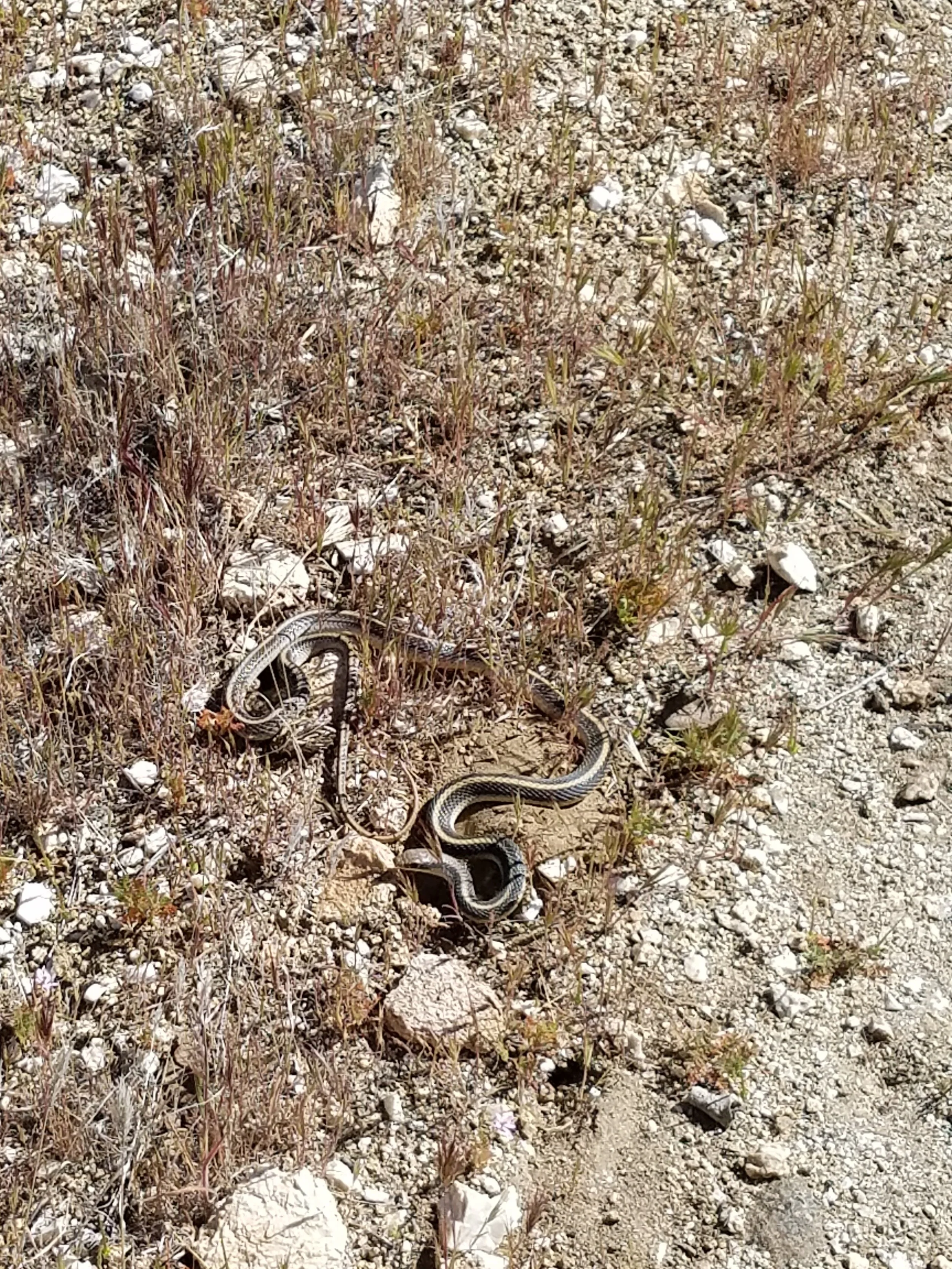 Another harmless snake out in the desert. Grateful that rattlers haven't been out much.