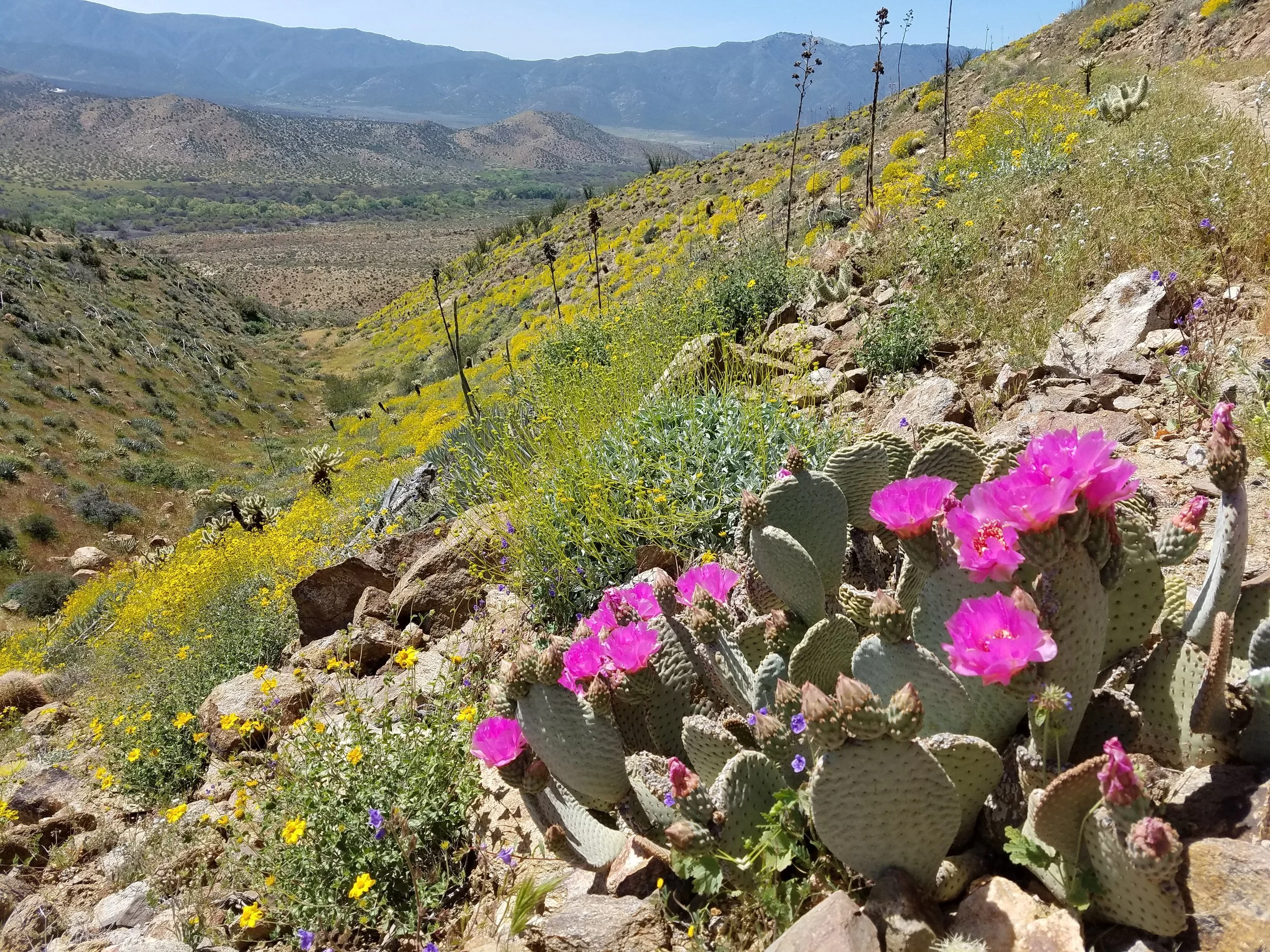Anza Borrego wildflowers