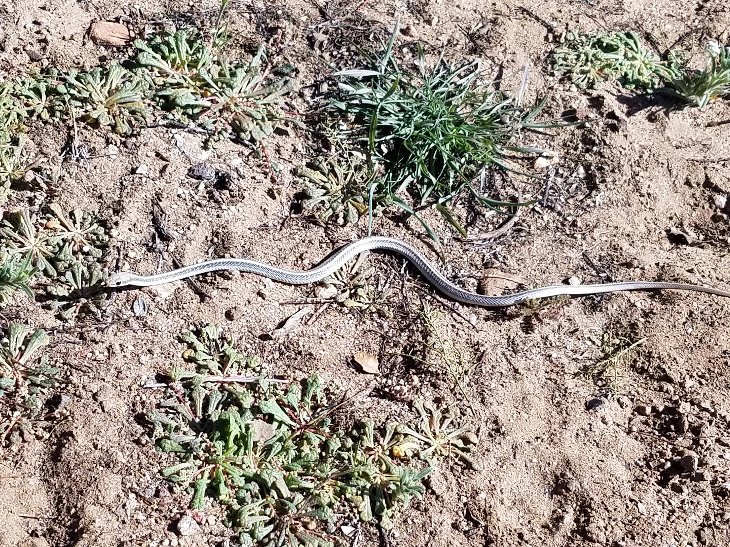 My snake friend Sssteve (see what I did there?)