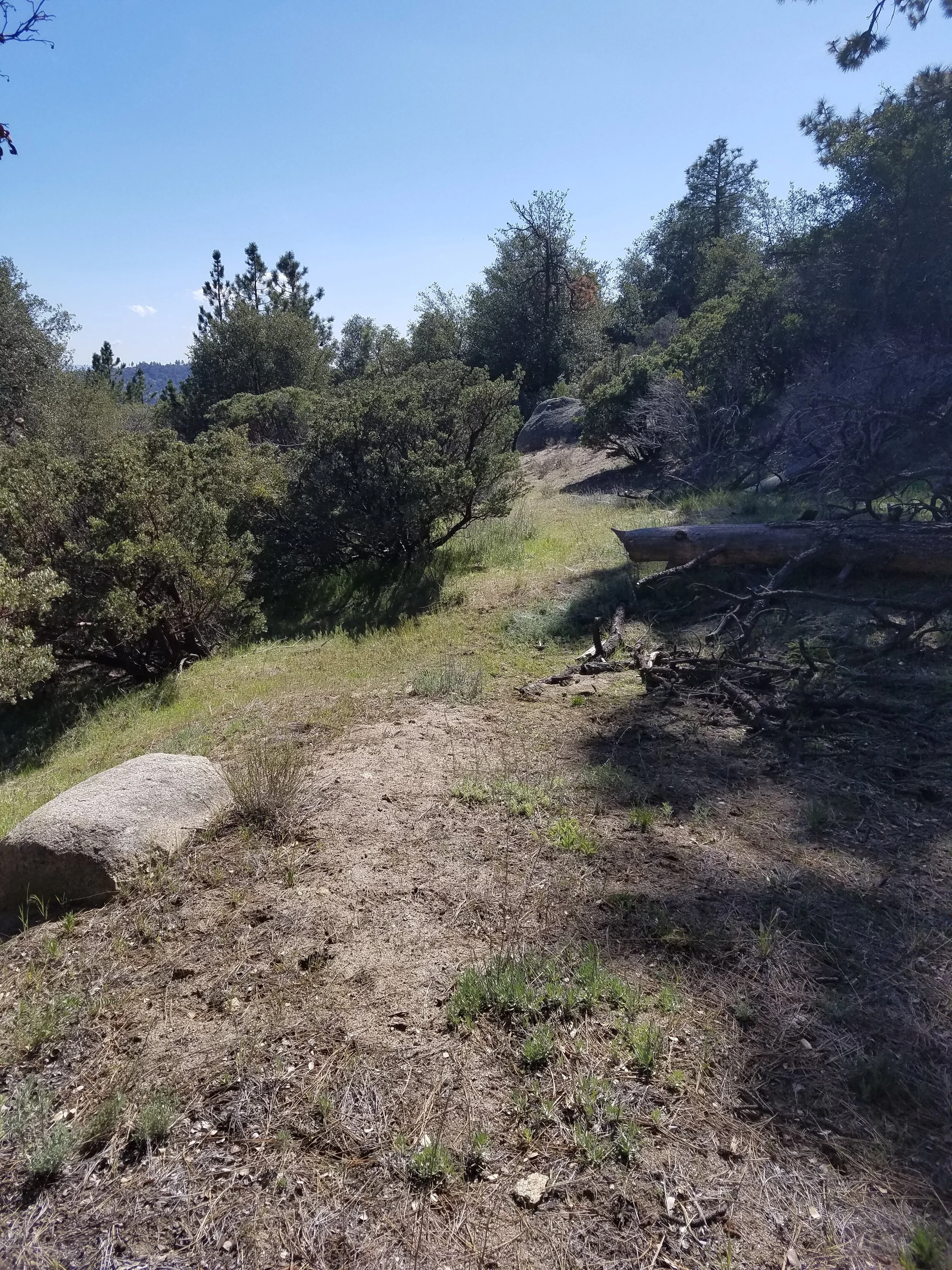 Trail? Is that you?