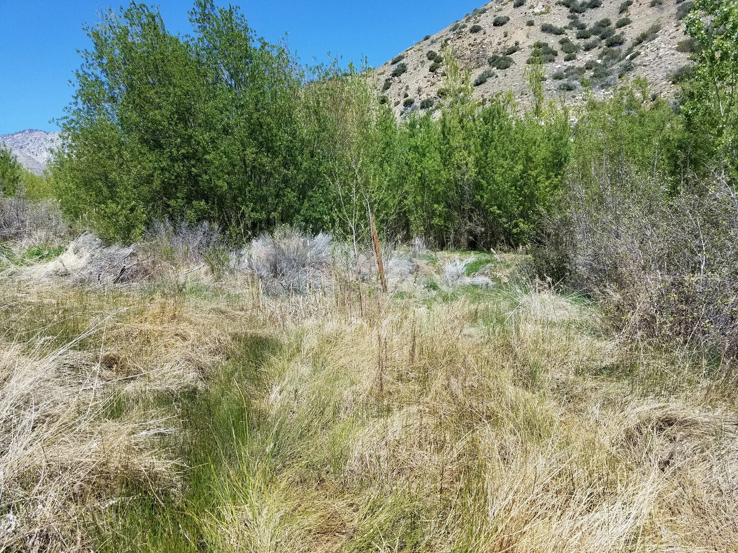 Trail? Is that you?