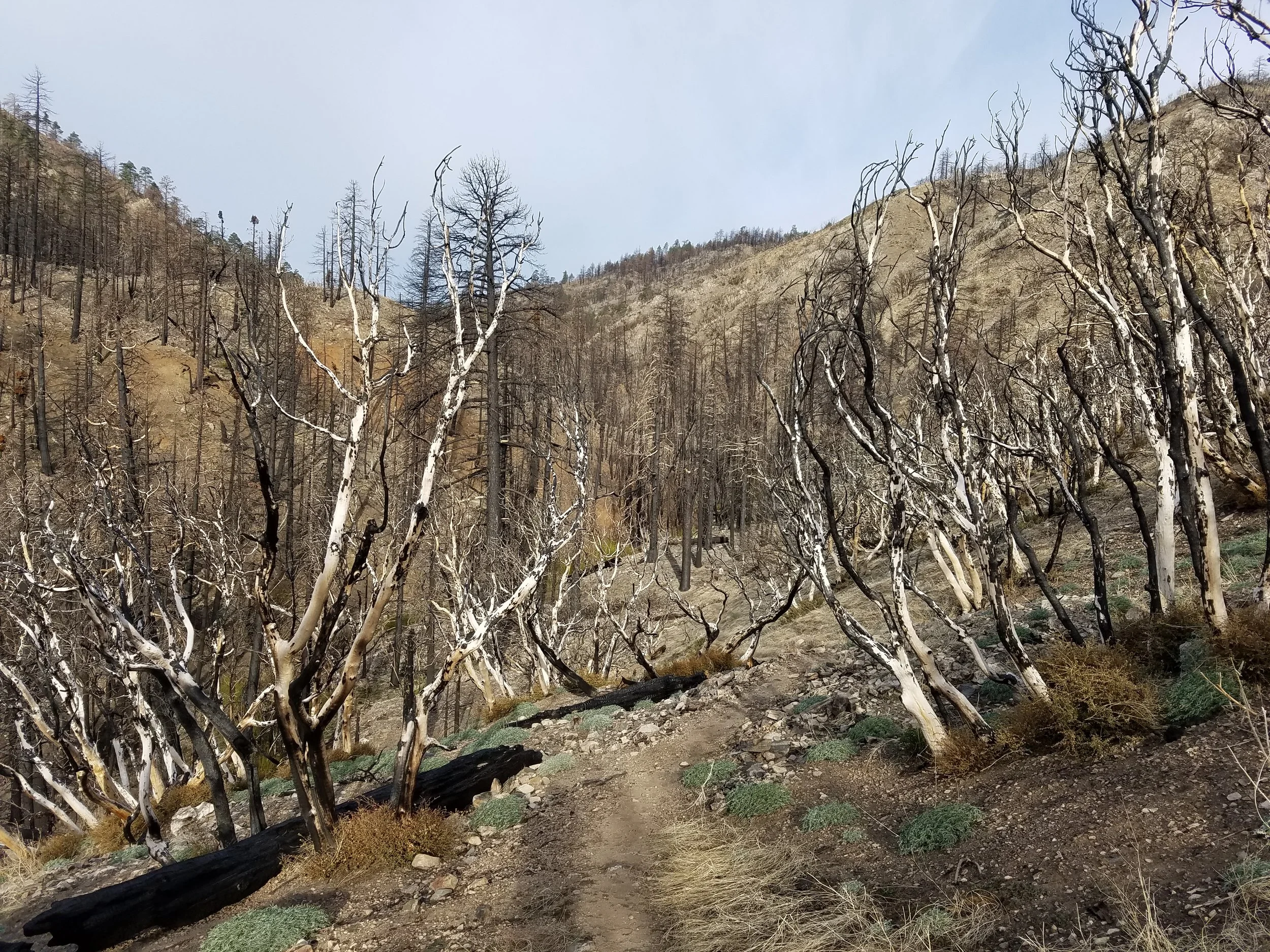 Hiking through the Lake Fire closure, all NOT 16 miles of it.