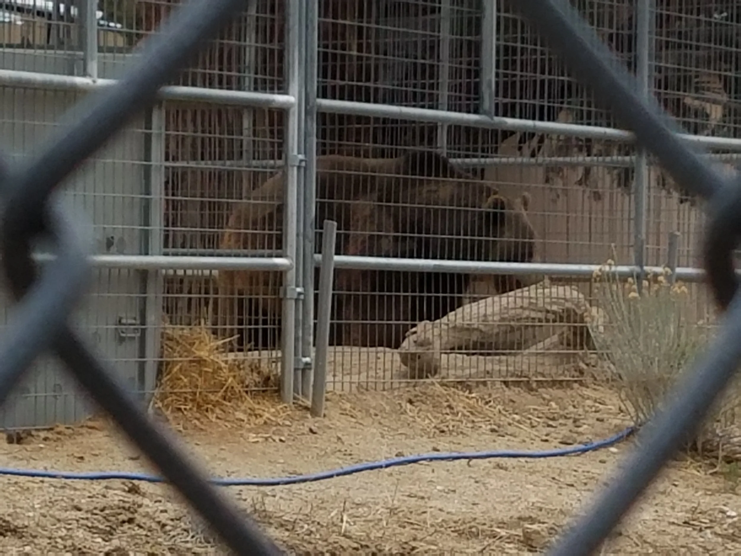 Grizzly being held for use in Hollywood movies.
