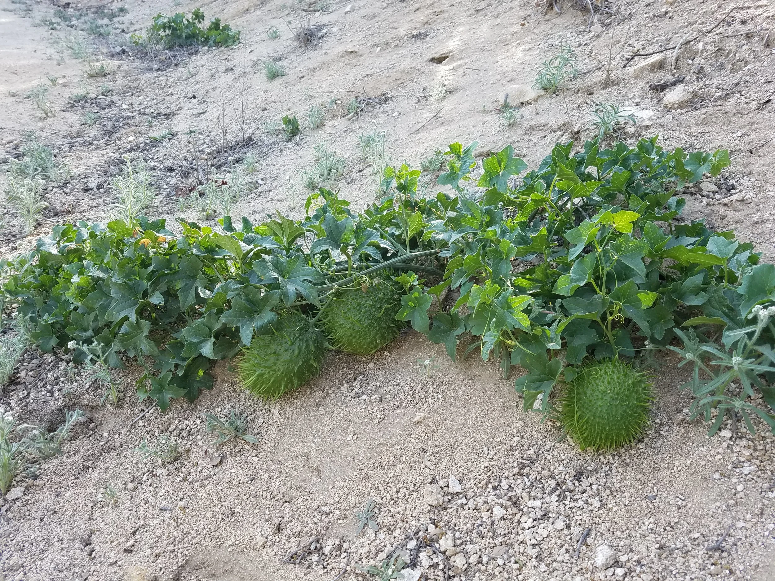 These cool little wild cucumbers lined the trail at drier parts. I wanted to eat one, but DIDN'T want to poop out the consequences...