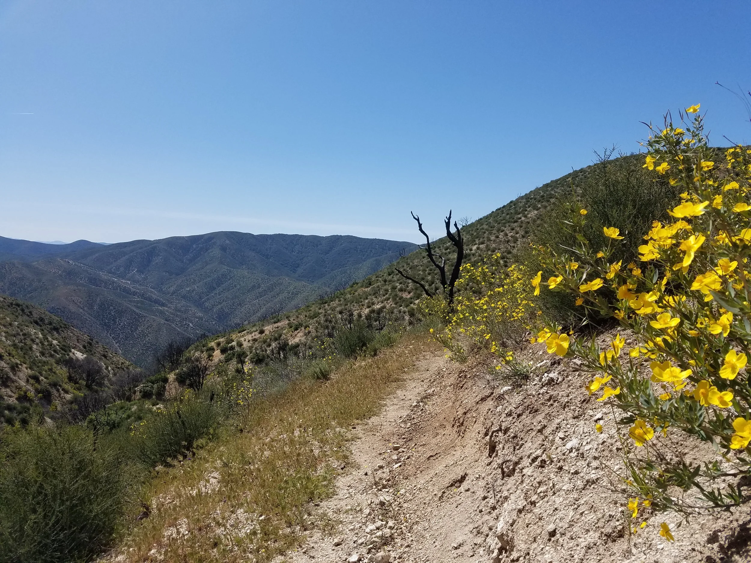 Walking through the regrowth from the Powerhouse Fire.