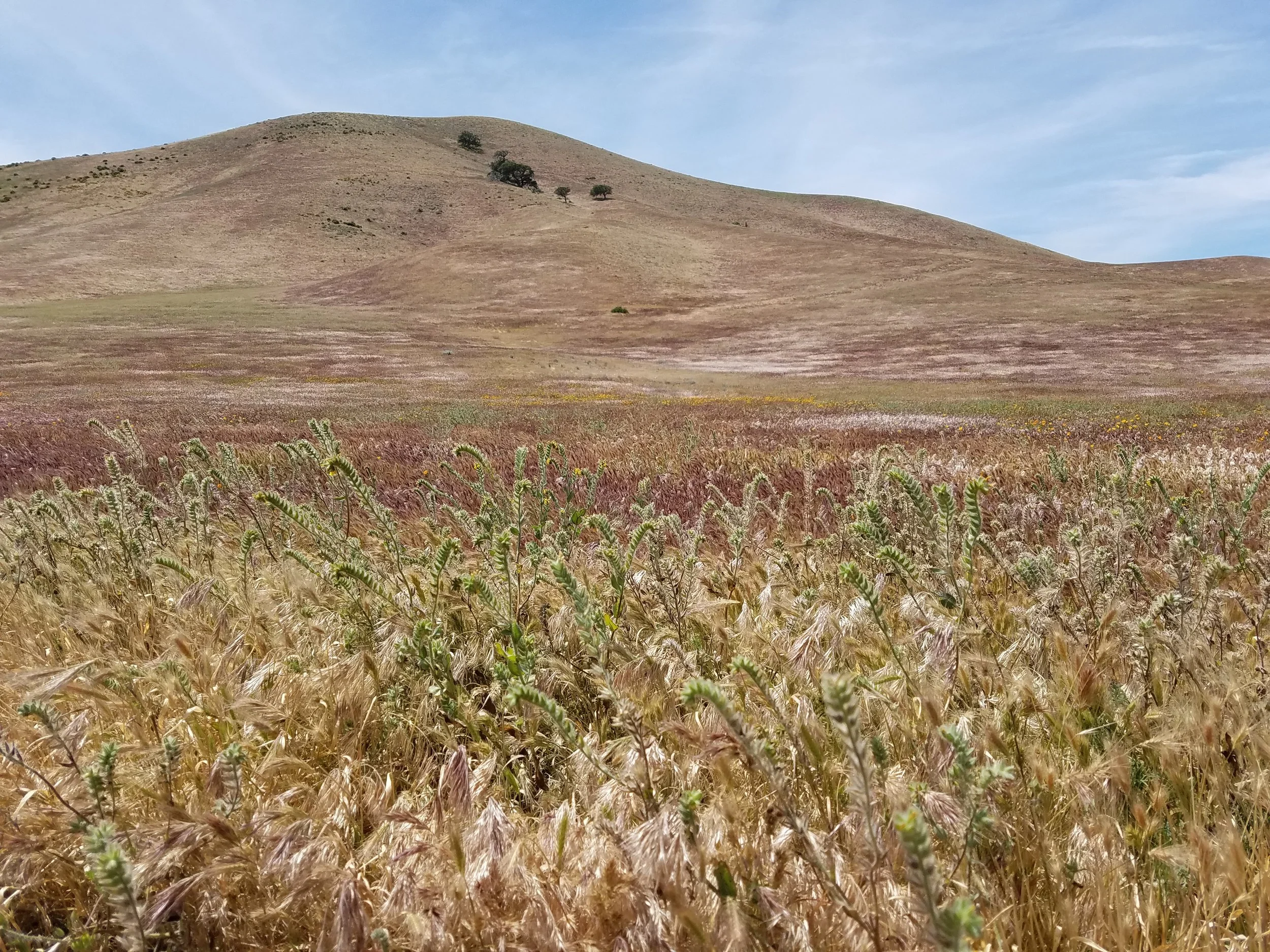 Grassy desert hills near Hikertown.