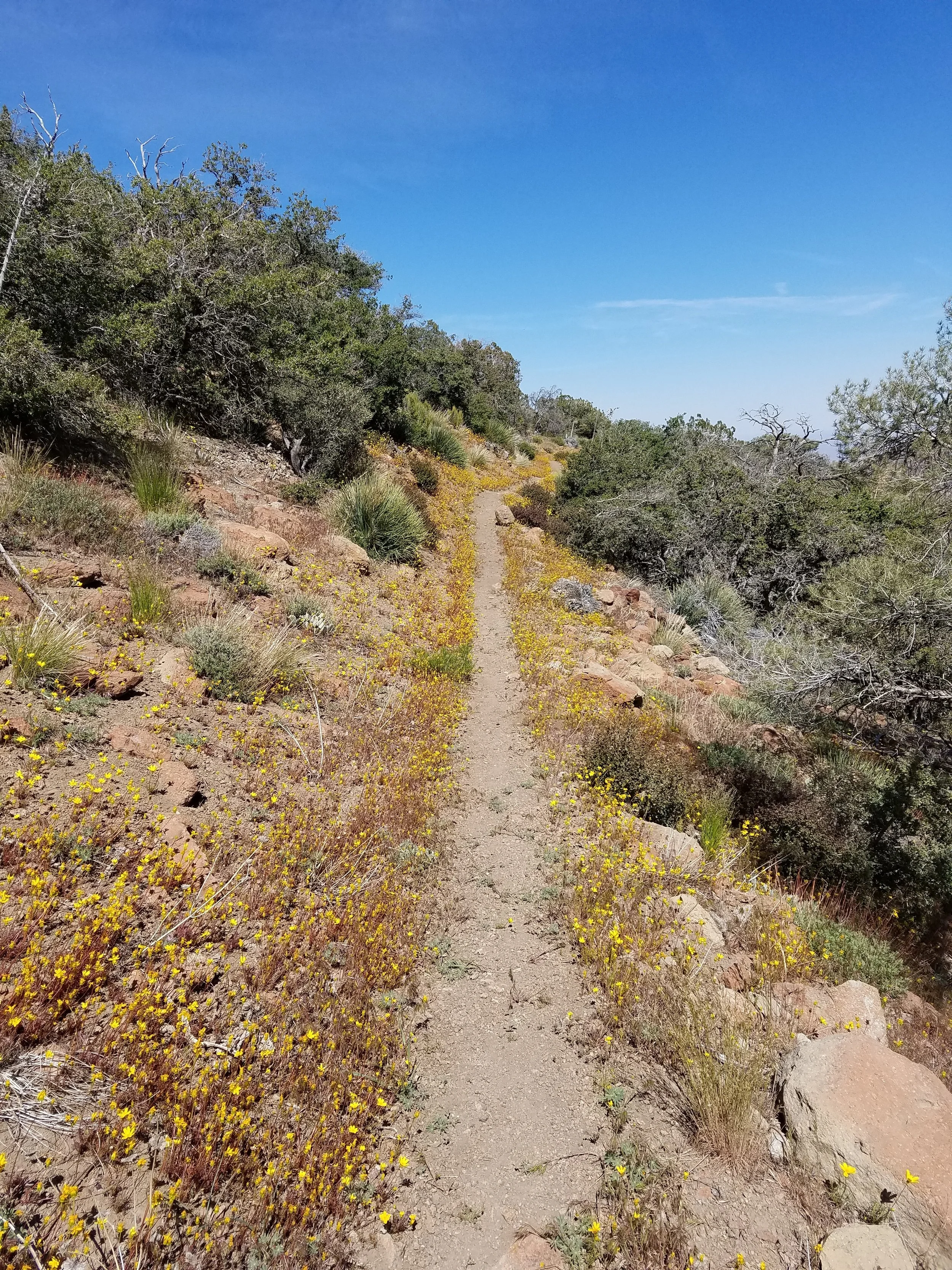 Wildflowers lining the trail