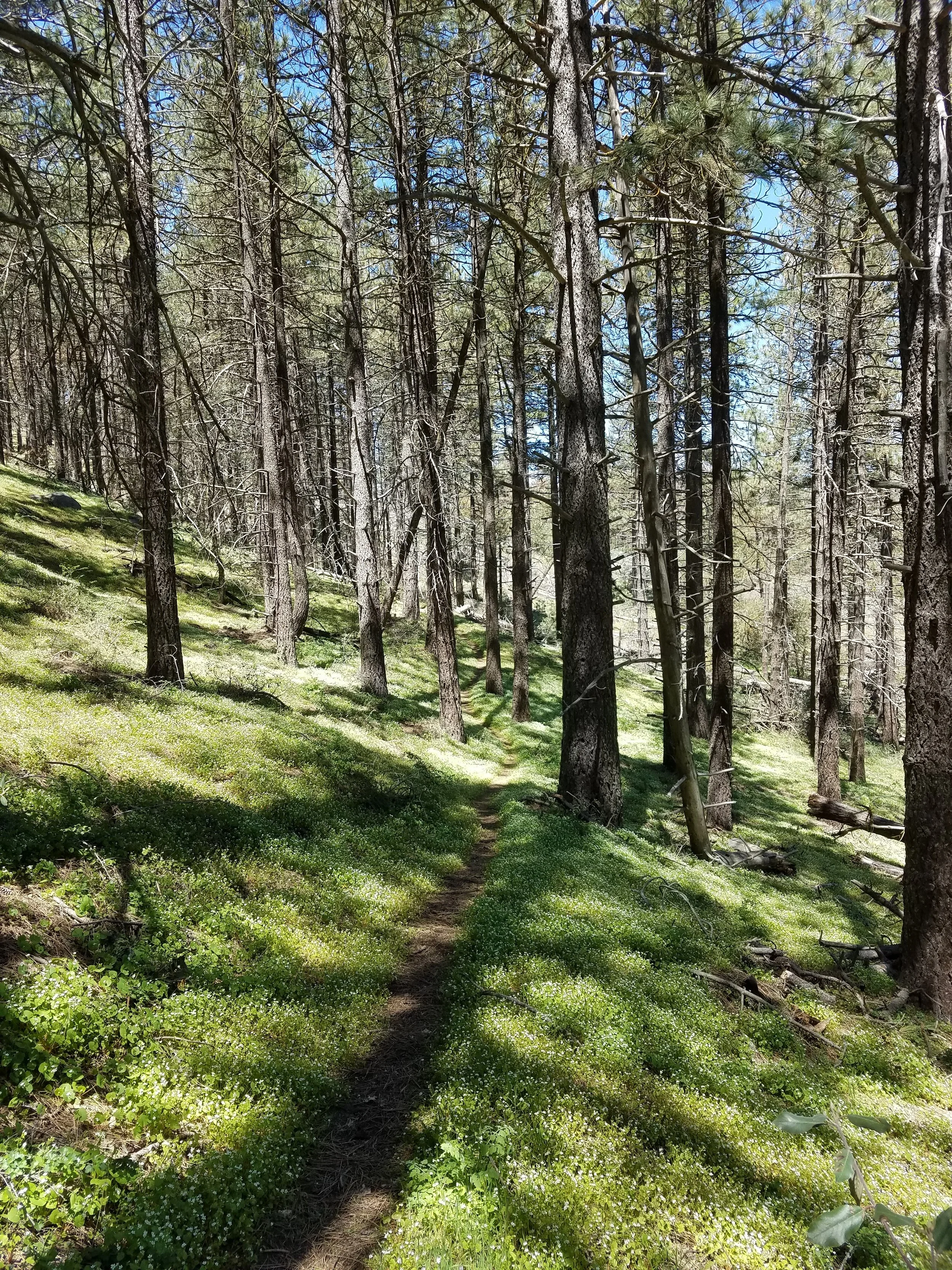 Wandering toward the gunshots alone in the forest. Mom would not approve.