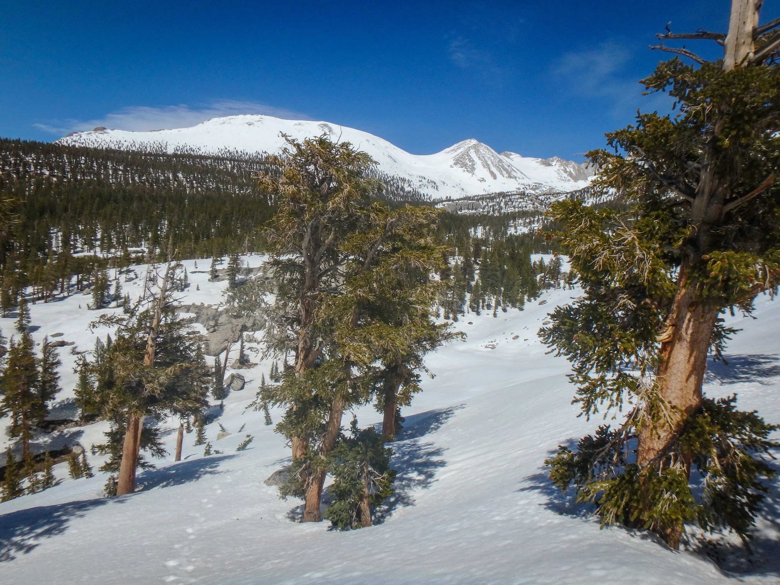 Moving into the snow drifts in forested sections.