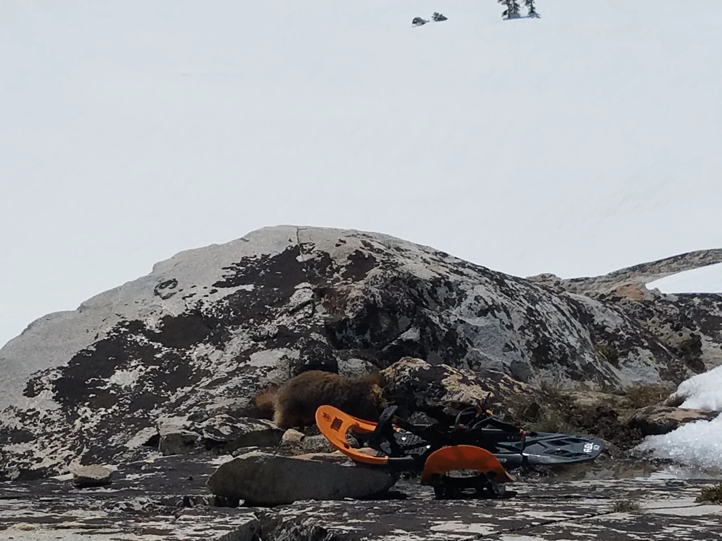 Mr. Marmot looking for grass or maybe snacks...