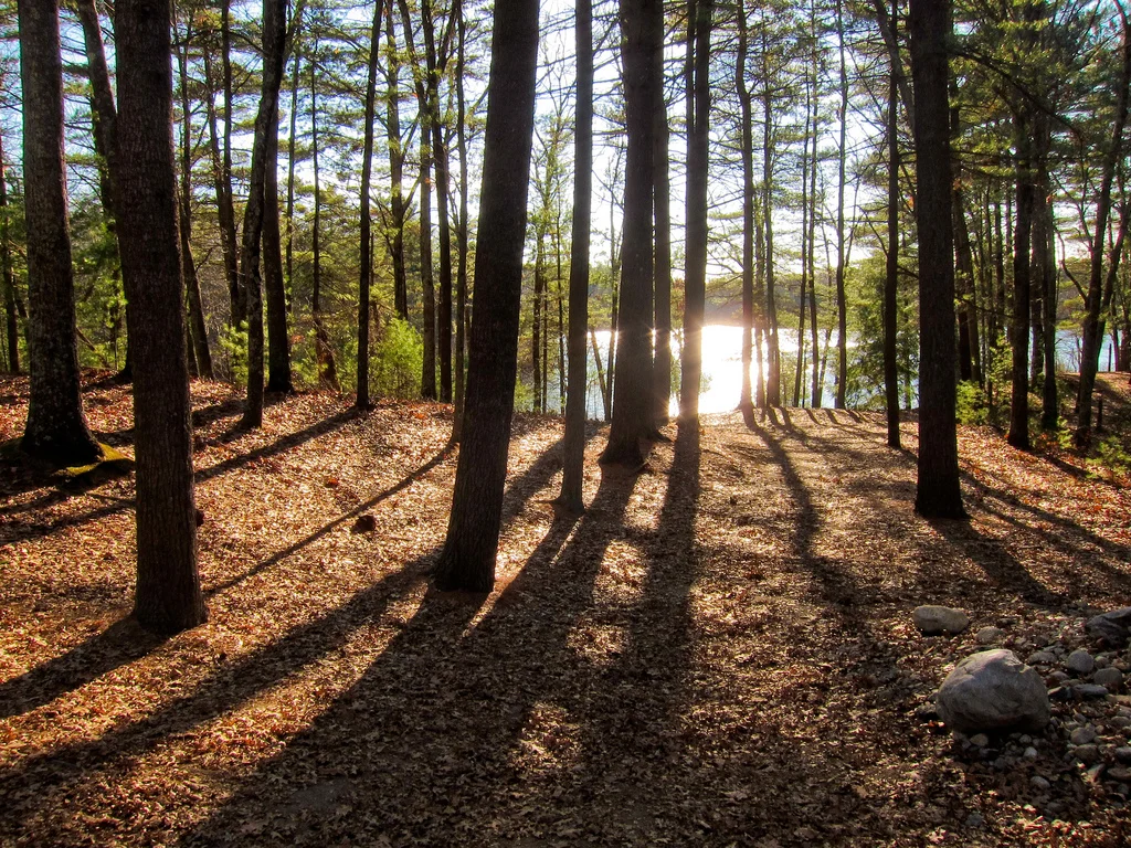 What Thoreau Can Teach You About Catching Bubbles