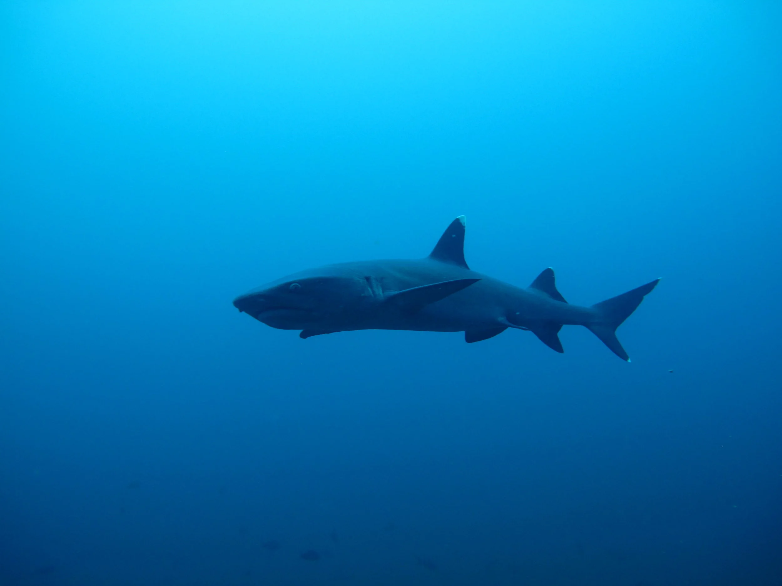White Tip Reef Shark