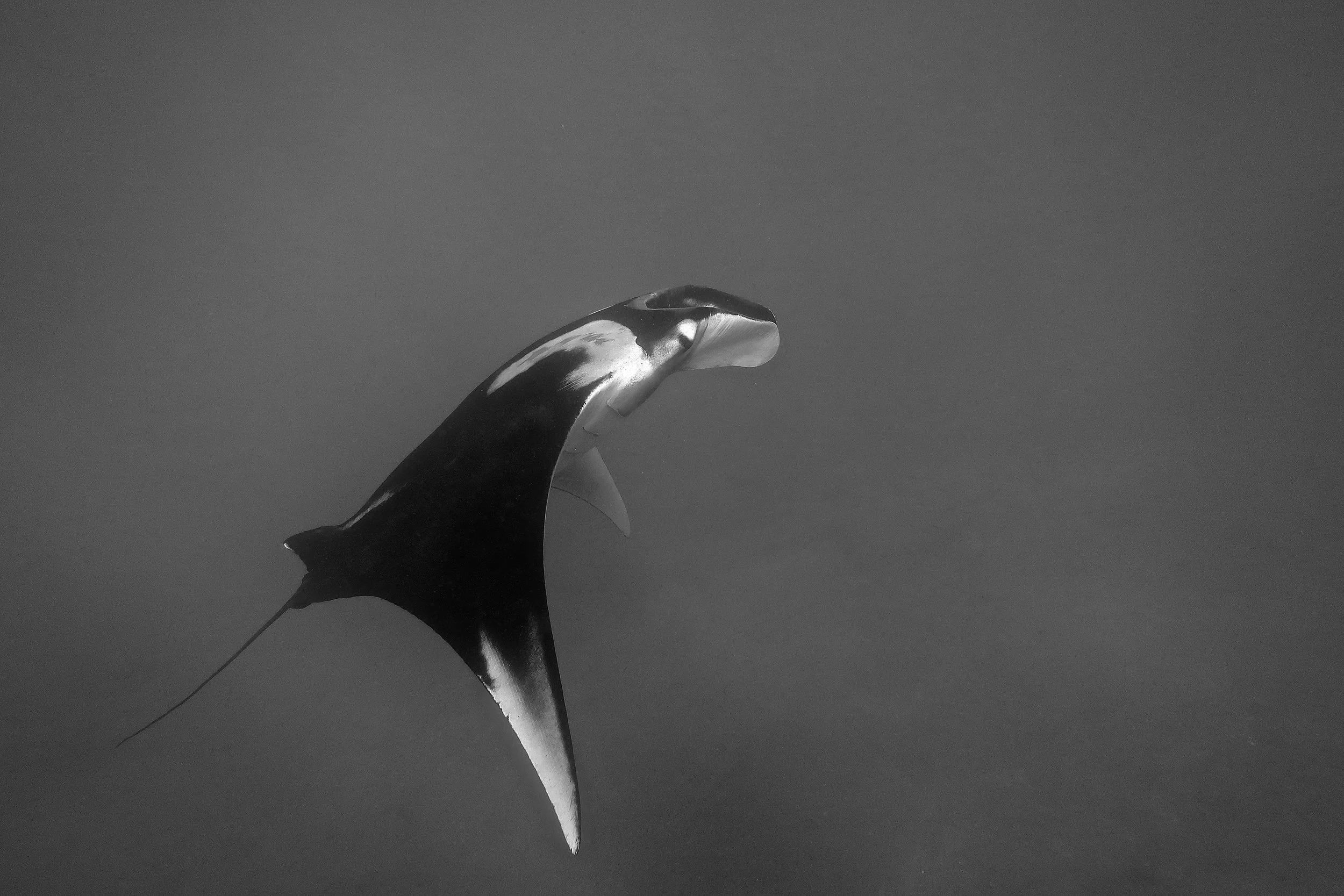 Oceanic Manta