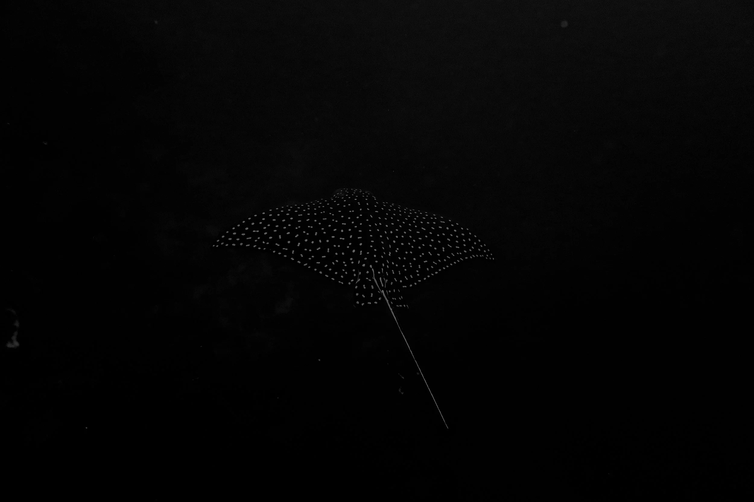 Eagle Ray