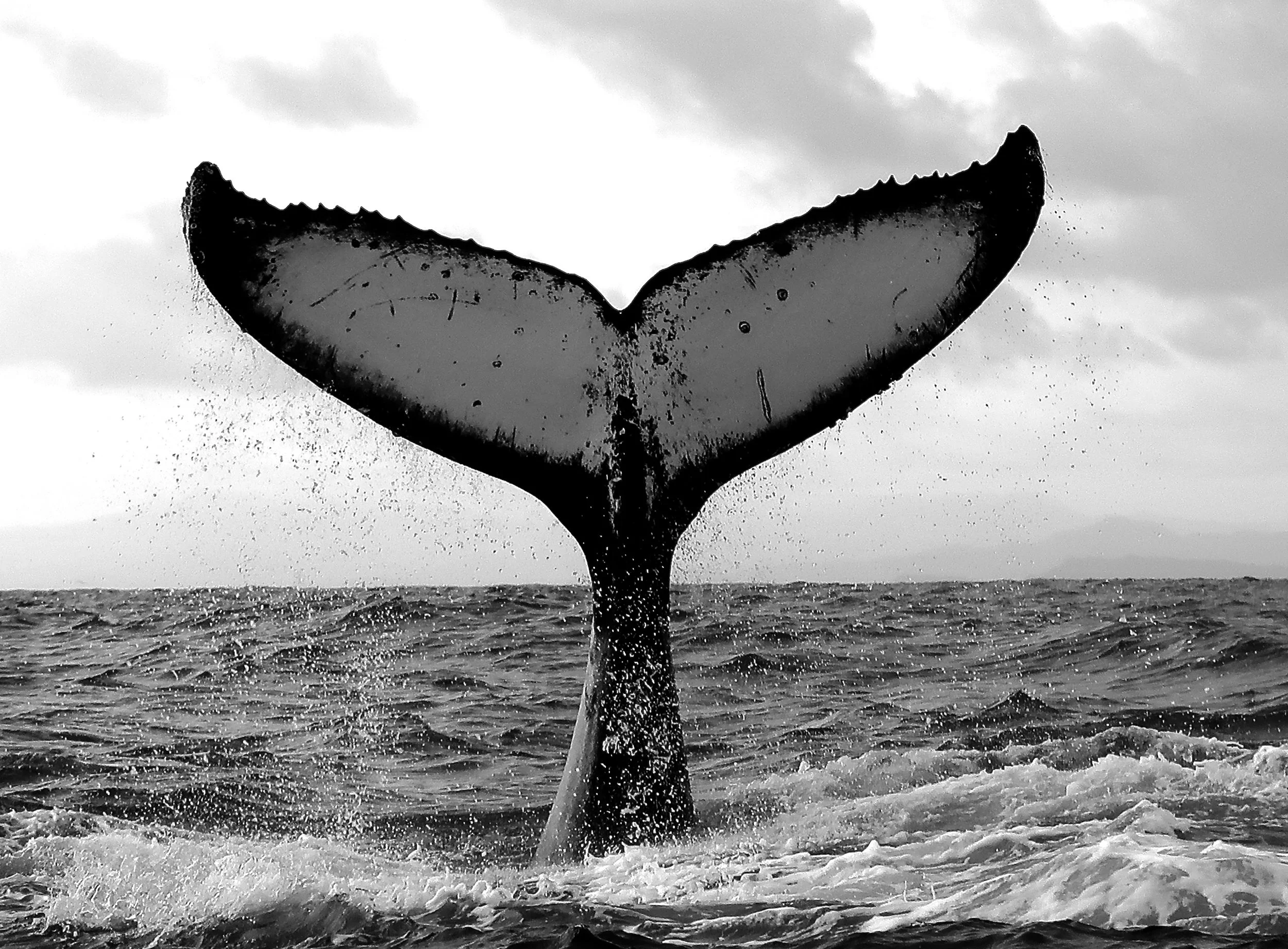 Humpback Tail 