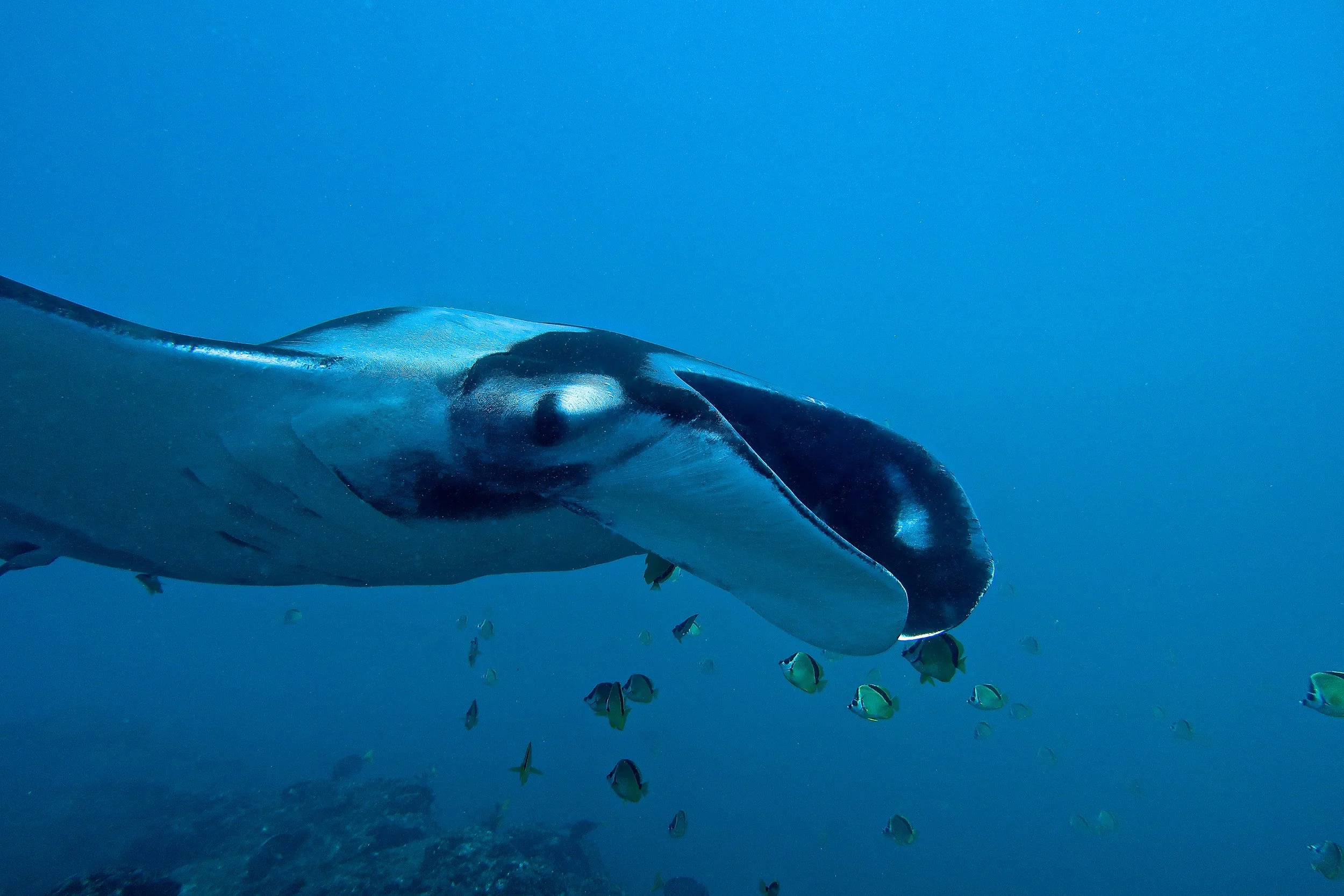 Oceanic Manta