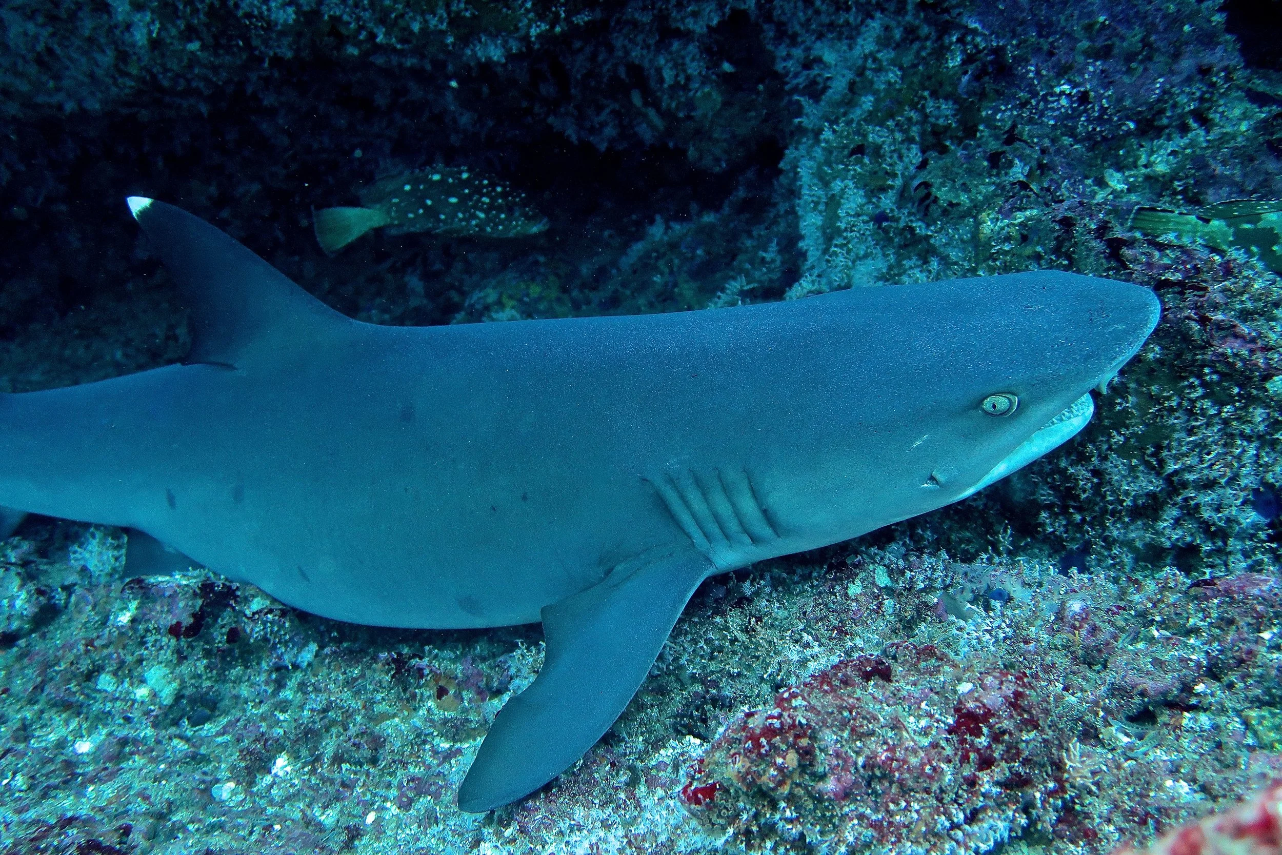 White Tip Reef Shark