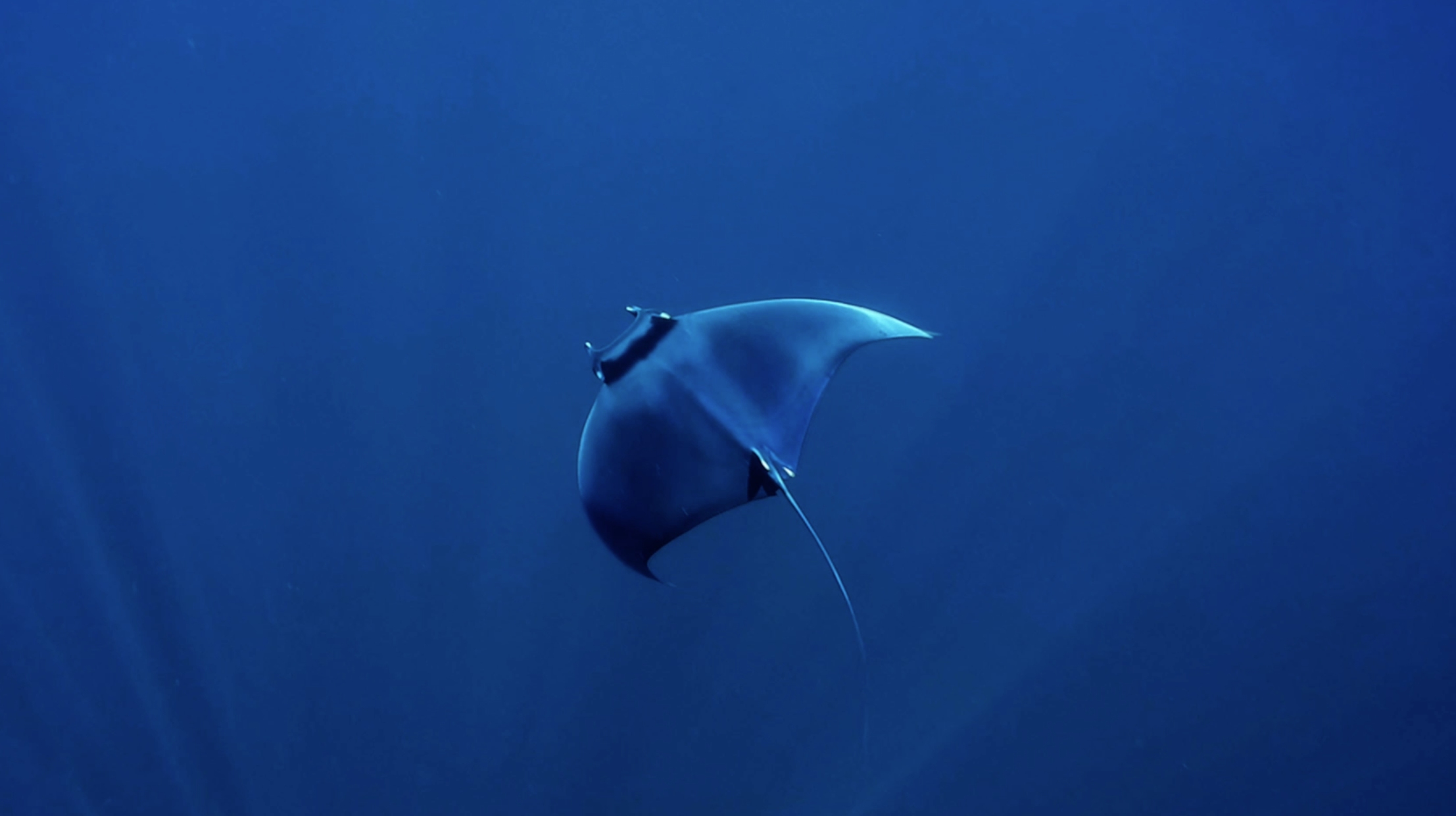 Devil Ray
