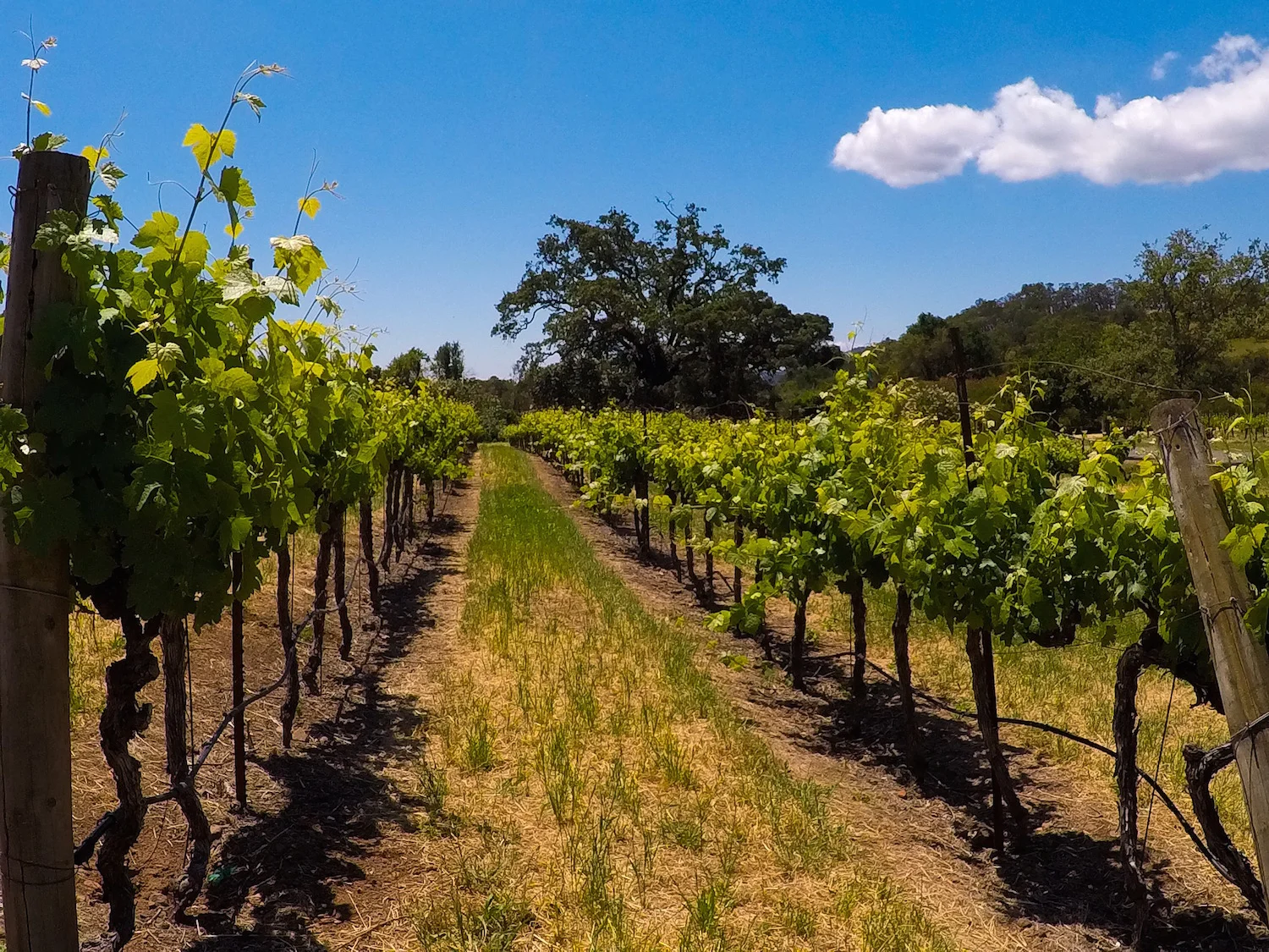 Three Days in Sonoma (Honeymoon: Part I)