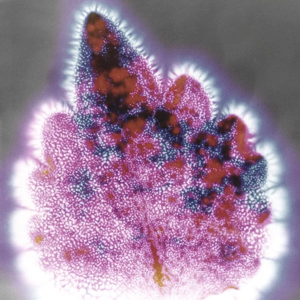Krilian Photograph of a Coleus Leaf by MrX