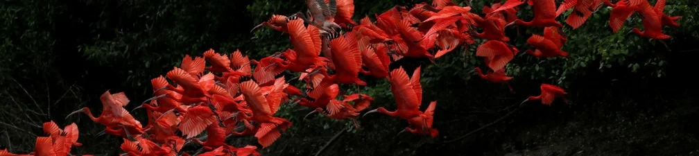 Image: REUTERS/Ricardo Moraes