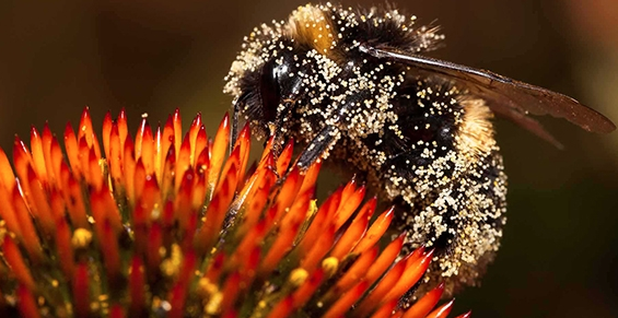 Boosting cooperation: Nature inspired company culture
