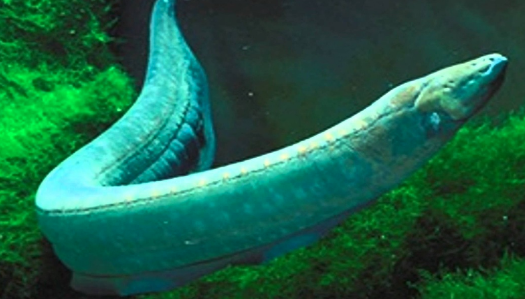 Eel spark could lead to life-friendly electronics