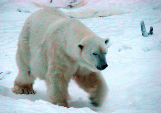 How polar bears can lower our heating bills