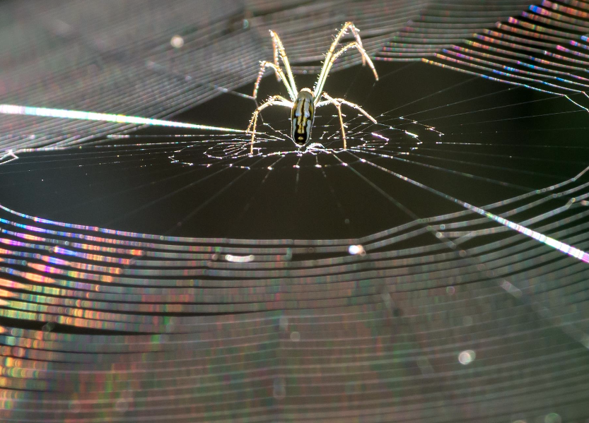 Safer glass inspired by spider webs