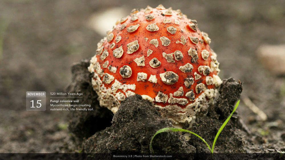 6_Fungi.jpg