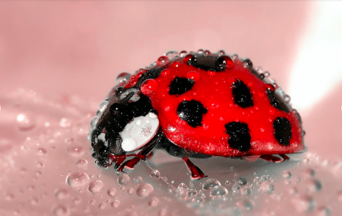 Lady bug exoskeleton protects from environmental factors yet the processes and materials involved in its production, use, and post-use management are life-friendly.