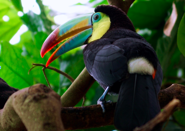 The toucan’s beak is an example of light-weighting in nature (i.e., maximizing strength and resilience while minimizing material).