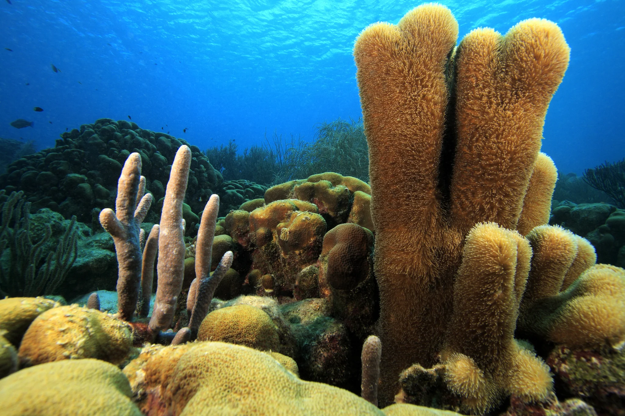 Hard corals are produced at ambient temperature and pressure.