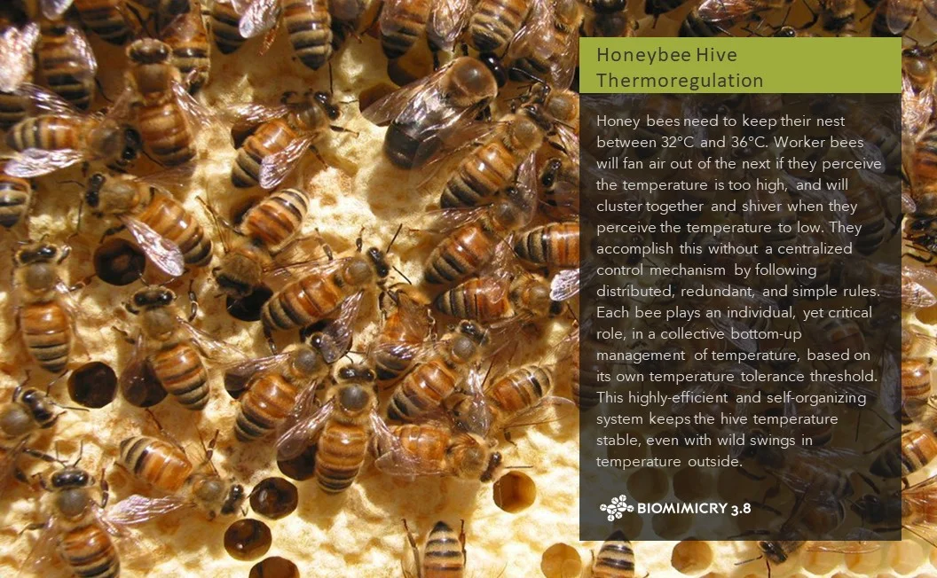 The front side of our leads includes an image of the organism and a description of the relevant natural history