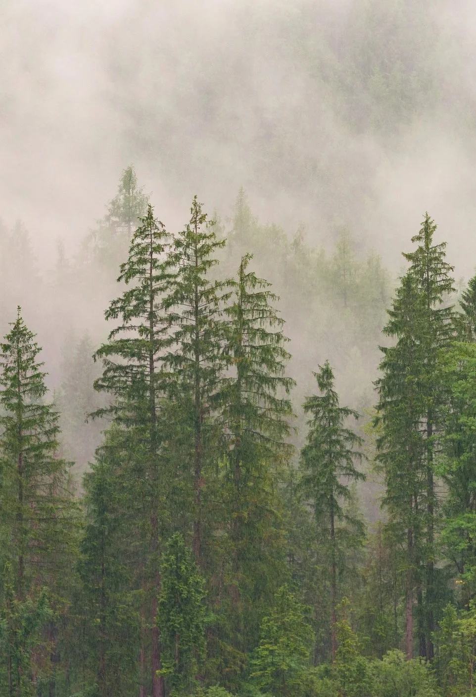 Pacific Northwest Forest