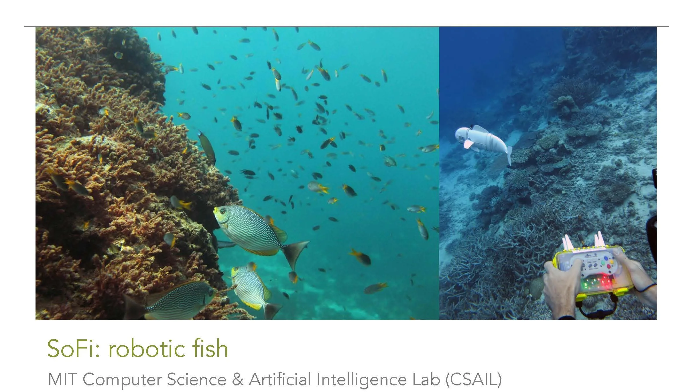 Synapse+Conservation+Case+Studies_Page_3.jpg